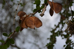 Gonopterodendron sarmientoi