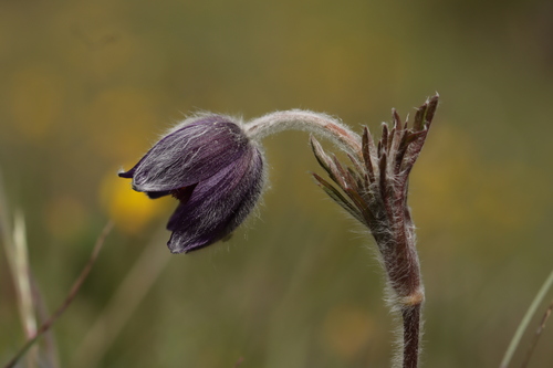 Pulsatilla montana