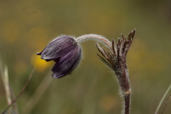 Pulsatilla montana