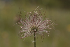 Pulsatilla montana, photograph (c) Noé Fleury Frouart, some rights reserved (CC BY)