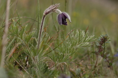 Pulsatilla montana, photograph (c) Noé Fleury Frouart, some rights reserved (CC BY)