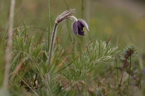 Pulsatilla montana, photograph 3
