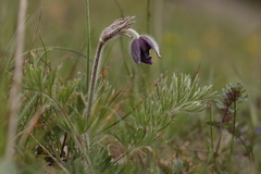 Pulsatilla montana, photograph (c) Noé Fleury Frouart, some rights reserved (CC BY)