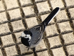 Motacilla alba
