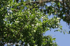 Phyllostylon rhamnoides