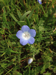 Nemophila menziesii menziesii