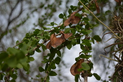 Gonopterodendron sarmientoi