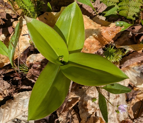 bluebead lily