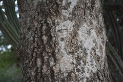 Gonopterodendron sarmientoi