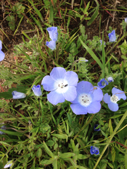 Nemophila menziesii menziesii