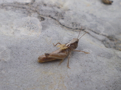 Rammeihippus dinaricus