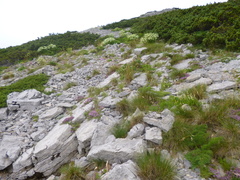 Rammeihippus dinaricus