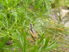 Rammeihippus dinaricus