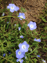 Nemophila menziesii menziesii