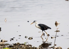 Egretta picata