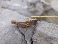 Rammeihippus dinaricus