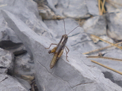 Rammeihippus dinaricus