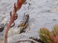 Rammeihippus dinaricus