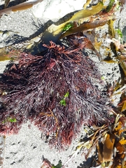 Melanthalia abscissa