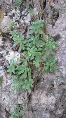 Sedum palmeri