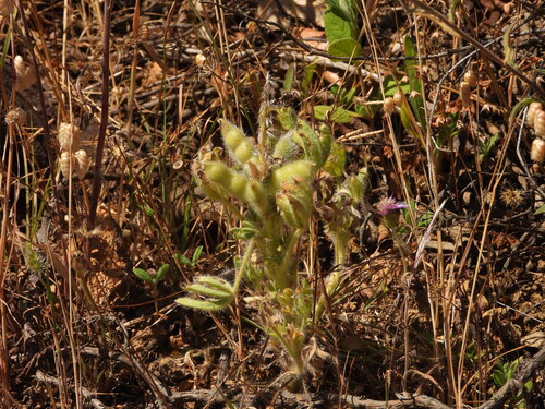 Lupinus gussoneanus, photograph 1