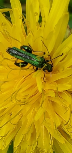 Thick-legged Flower Beetle