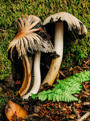 Coprinopsis insignis