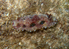 Dendrodoris krusensternii