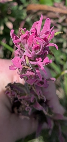 Castilleja purpurea, photograph 2