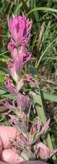 Castilleja purpurea, photograph author not stated, no rights reserved
