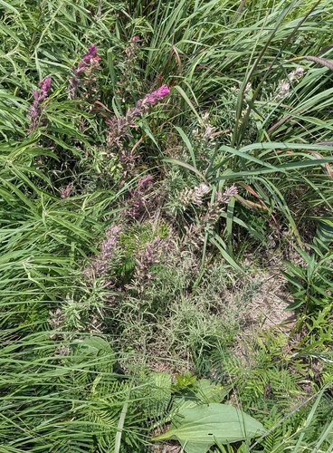 Castilleja purpurea, photograph 4
