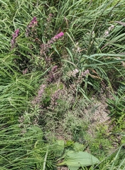 Castilleja purpurea, photograph author not stated, no rights reserved