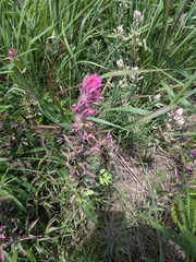 Castilleja purpurea, photograph author not stated, no rights reserved