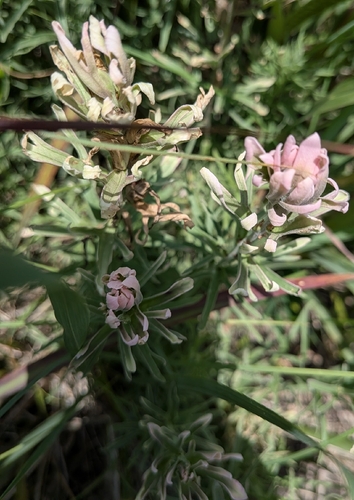 Castilleja purpurea, photograph 1