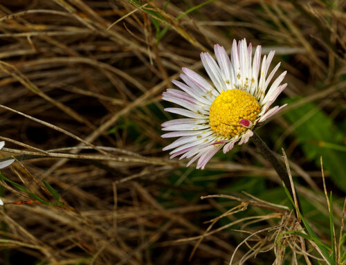 Bellis sylvestris, photograph 3