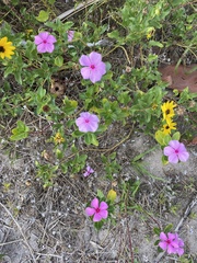 Catharanthus roseus image