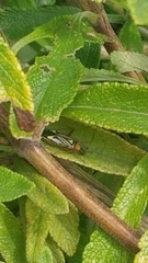 Closterocoris amoenus
