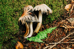 Coprinopsis insignis