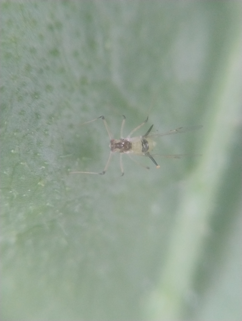 Drepanosiphum dixoni