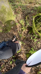 Coprinopsis insignis