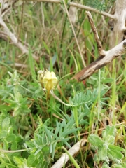 Linaria supina