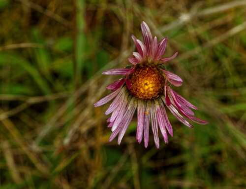 Bellis sylvestris, photograph 4