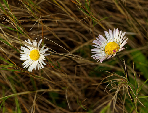 Bellis sylvestris, photograph 5