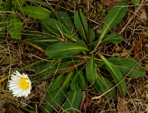 Bellis sylvestris, photograph 6