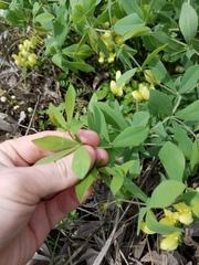 Baptisia bracteata leucophaea