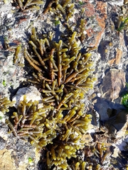 Splachnidium rugosum