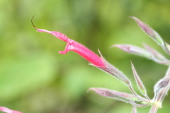 Salvia longistyla