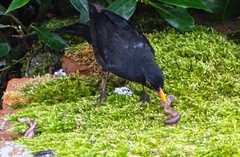 Turdus merula
