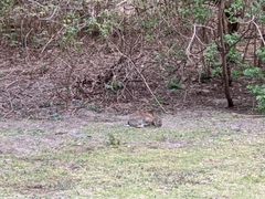 Oryctolagus cuniculus cuniculus