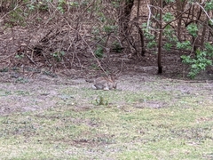 Oryctolagus cuniculus cuniculus